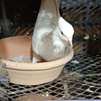 کبوتر پرشی طوقی دمبی ابلغ شازده|پرنده|شهریار, شهریار|دیوار