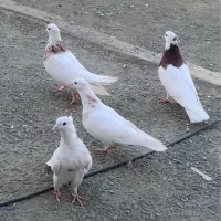 پنج تا طوقی همه روی هم قیمت مفت