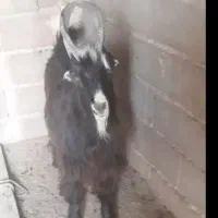 بزغاله   شاخ انبری  ترکی  اصیل|حیوانات مزرعه|شهرضا, |دیوار