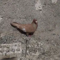 سنگ سرگ
