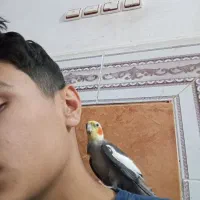 اهوازکوی علی آباد