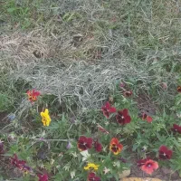 ۴۰۳ متر زمین مسکونی در جاده ماسوله روستای خانوانه