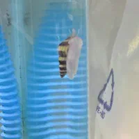 حلزون کلییر