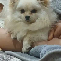 ماده واگذاری نیست