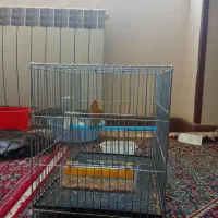 قناری مست سهره نیم رنگ|پرنده|سنندج, |دیوار