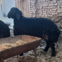 بره نر برا قوچ از پدر و مادر هترو|حیوانات مزرعه|گلپایگان, |دیوار