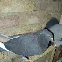 کبوتر پرشی|پرنده|خوانسار, |دیوار