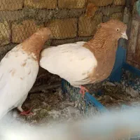 کله زرد قدیمی