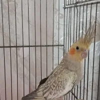 دو عدد عروس هلندی بسیار زیبا و سالم|پرنده|مشهد, فتح المبین|دیوار