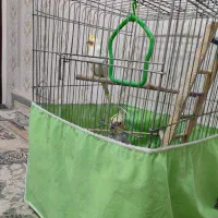 عروس هلندی جفت 8ماهه|پرنده|هشتگرد, گلسار|دیوار