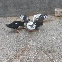 اردک