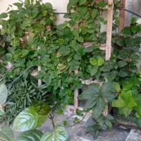 گل طبیعی|گل و گیاه طبیعی|کنارک, |دیوار