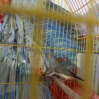 فنچ خونگی|پرنده|بیرجند, |دیوار