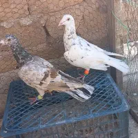 کارخونه هفرنگ|پرنده|اقبالیه, |دیوار