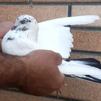 کفتر  پرشی  کبوتر