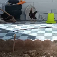 یک عدد مرغ کرچ لاری با12جوجه2ماهه نژاد دار