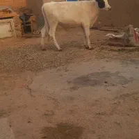 گوساله ماده