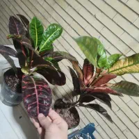 گل های بسیار زیبا