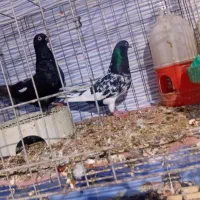 کبوتر کله سیاه یجفت|پرنده|بندر ماهشهر, |دیوار