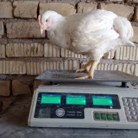 فروش مرغ زنده