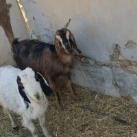 فروش کولار و بز جوان ترکی قصابی|حیوانات مزرعه|رحمتآباد, |دیوار