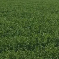 فروش ۲ هکتار یونجه خالص امسال توافقی ۱۴۰ میلیون
