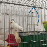 مرغ عشق 2جفت فروشی و معاوضه