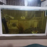 آکواریوم سالم