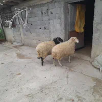 گوسفندزنده نرپروار