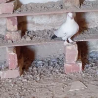 نرماده|پرنده|زهک, |دیوار