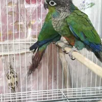 کریمسون نر|پرنده|مشهد, کارمندان دوم|دیوار