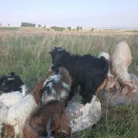 ۴عددبزغاله ماده کم وزن صحیح و سالم خیلی عالی