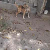 سگ سرابی