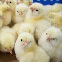 کارگر مرغداری