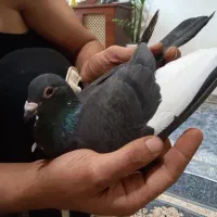 نر جان آردن ماده جانسون