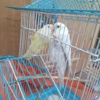 پرنده کوتوله برزیلی|پرنده|رشت, ولکس|دیوار