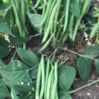 فروش لوبیا سبز قره داغ ارسال رایگان