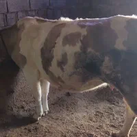 گاو|حیوانات مزرعه|اهر, |دیوار