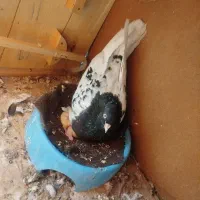 کله سیاه درجه یک|پرنده|اهواز, بیست متری شهدا|دیوار