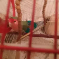 طوطی برزیلی نر|پرنده|شاهینشهر, گرگاب|دیوار