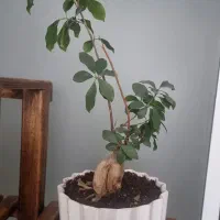 گل بن سای|گل و گیاه طبیعی|قم, بکایی|دیوار