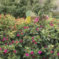 فروش-باغ-در-زرنق-خاوران