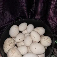 تخم بوقلمو وغاز