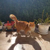 گربه مین کون