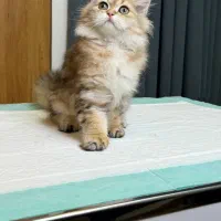 نخودچی گربه ماربل گلد لانگ هیر