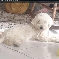 سگ تریر یک ساله نر