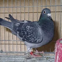 کبوتر پلاکی