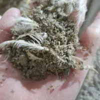 کود مرغ گوشتی