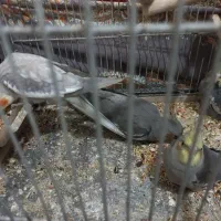 یک جفت عروس هلندی