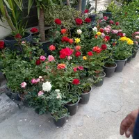 باغبانی ستارخان پاسداران ولنجک قیطریه کاوه|خدمات باغبانی و درختکاری|تهران, جماران (نیاوران)|دیوار